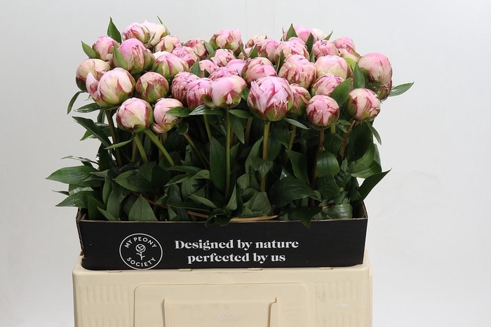 <h4>Paeonia Sarah Bernhardt</h4>