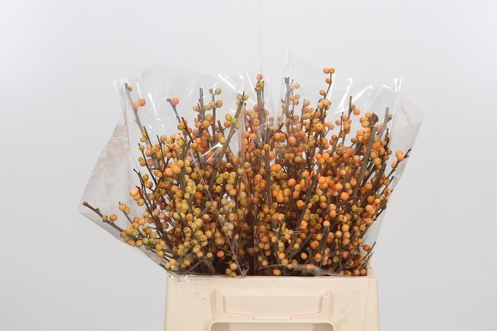 <h4>Ilex Golden Verboom</h4>