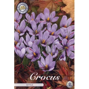 Crocus Sativus X10