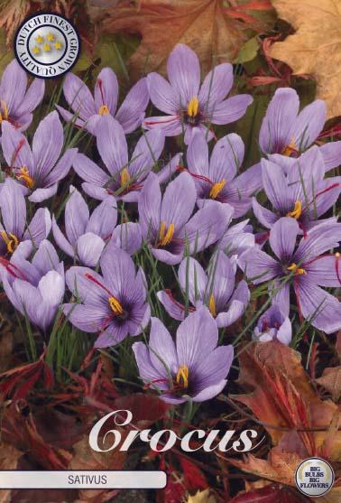 <h4>Crocus Sativus X10</h4>