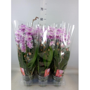 Phalaenopsis  'Elegant Cascade'