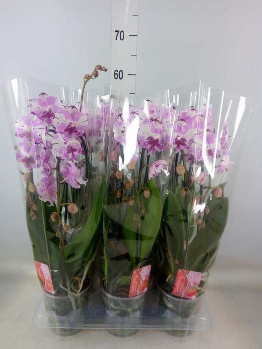 <h4>Phalaenopsis  'Elegant Cascade'</h4>