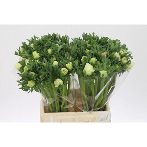 Anemone Co Galil White Extra