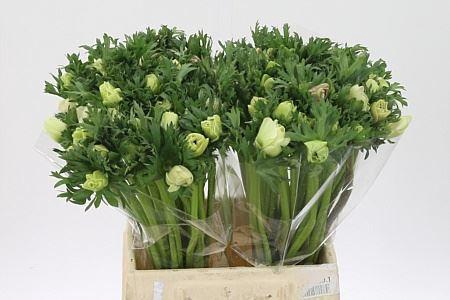 <h4>Anem Co Galil White Extra</h4>