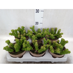 Crassula   ...