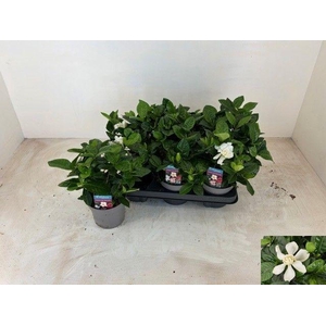 GARDENIA JASMINOIDES