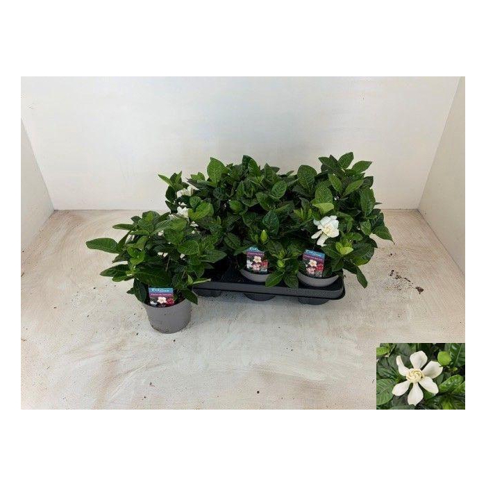 <h4>GARDENIA JASMINOIDES</h4>