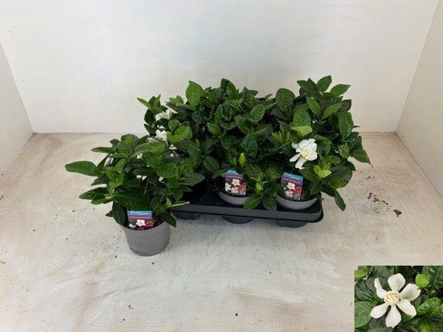 GARDENIA JASMINOIDES
