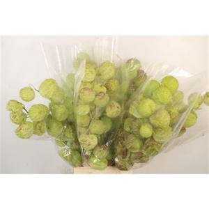 Ascl. Moby Dick Per Bunch