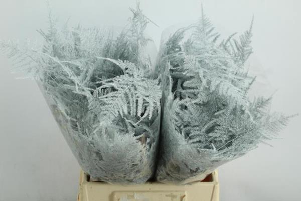 <h4>Asp 1e Veer Wit</h4>