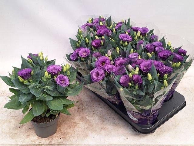 <h4>EUST JULIETTA BLUE</h4>