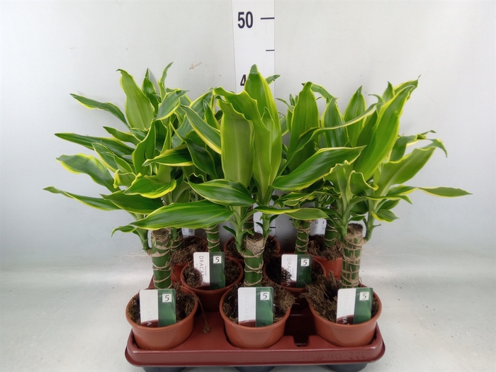 <h4>Dracaena frag. 'Golden Coast'</h4>