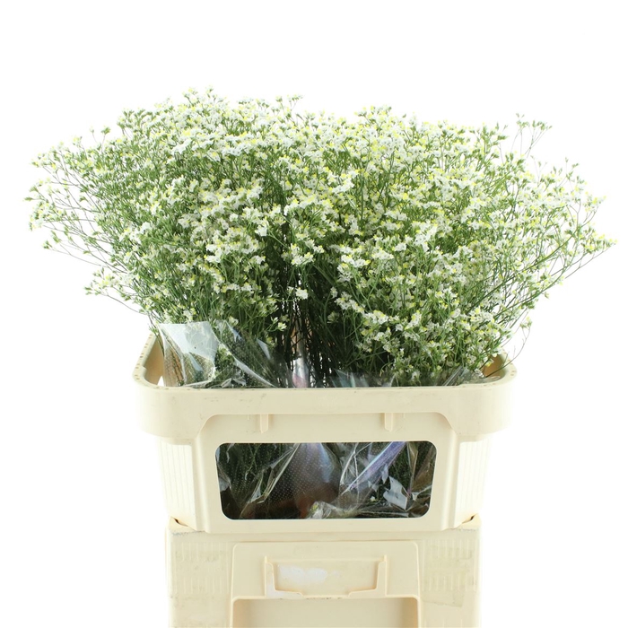 <h4>Limonium Joy White X50</h4>