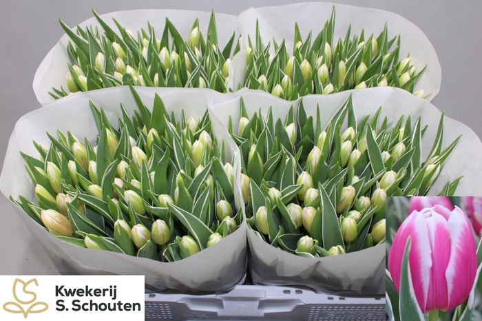 <h4>TU EN MARK DESIGN</h4>