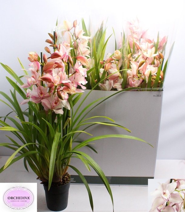 <h4>CYMB OVERIG</h4>