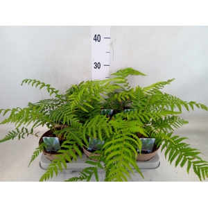 Dicksonia antarctica