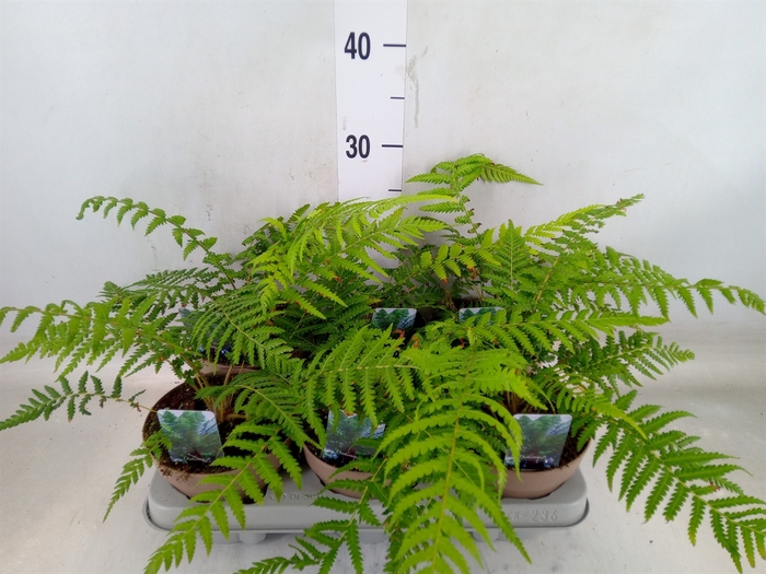 <h4>Dicksonia antarctica</h4>