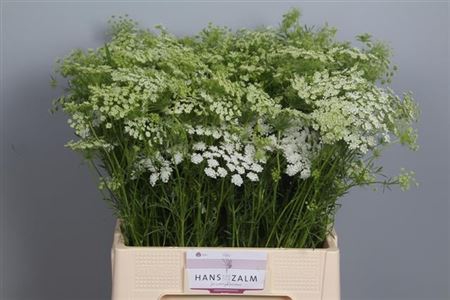 <h4>Ammi Majus</h4>