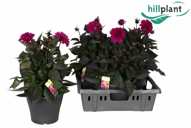 <h4>DAHL GARDEN DL LAVEN</h4>