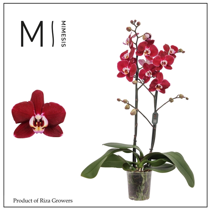 <h4>PHAL MAGDALENA</h4>