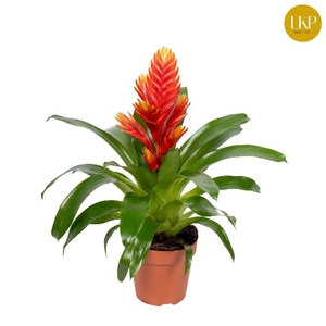 Vriesea Intenso Peach oranje