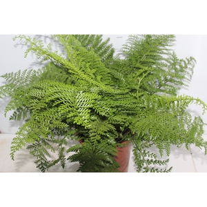 ASPLENIUM PARVATI P24