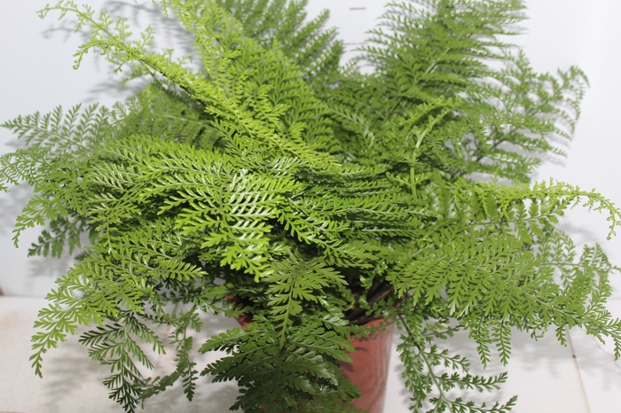 ASPLENIUM PARVATI P24