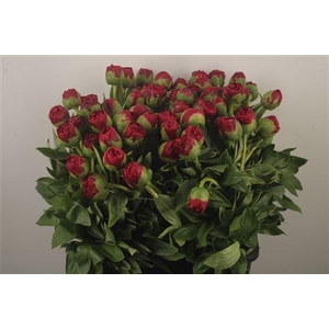 Paeo L Diana Parks Ex