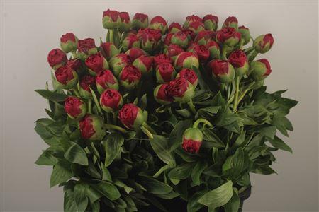 Paeo L Diana Parks Ex