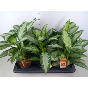 Aglaonema  'Jubilee'