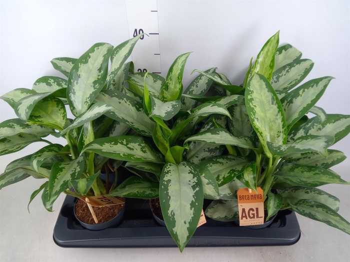 <h4>Aglaonema  'Jubilee'</h4>