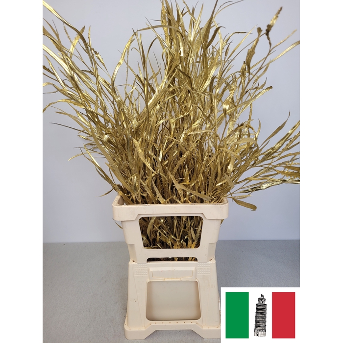 <h4>EUC GREVILLEA PB VERF GOUD</h4>