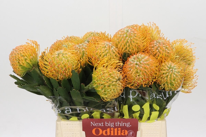 <h4>Nutans Soleil</h4>