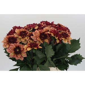 Dahlia Creme de Cognac