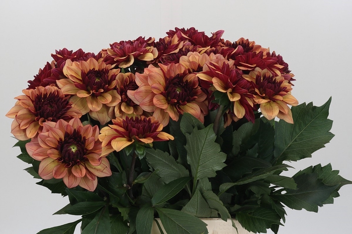 <h4>Dahlia Creme de Cognac</h4>