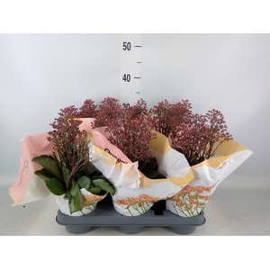 Kalanchoe  'WildFlow Surp Canyon'