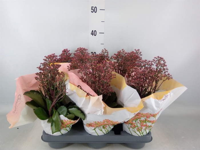 <h4>Kalanchoe  'WildFlow Surp Canyon'</h4>