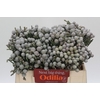 Kaaps Groen Silver Brunia