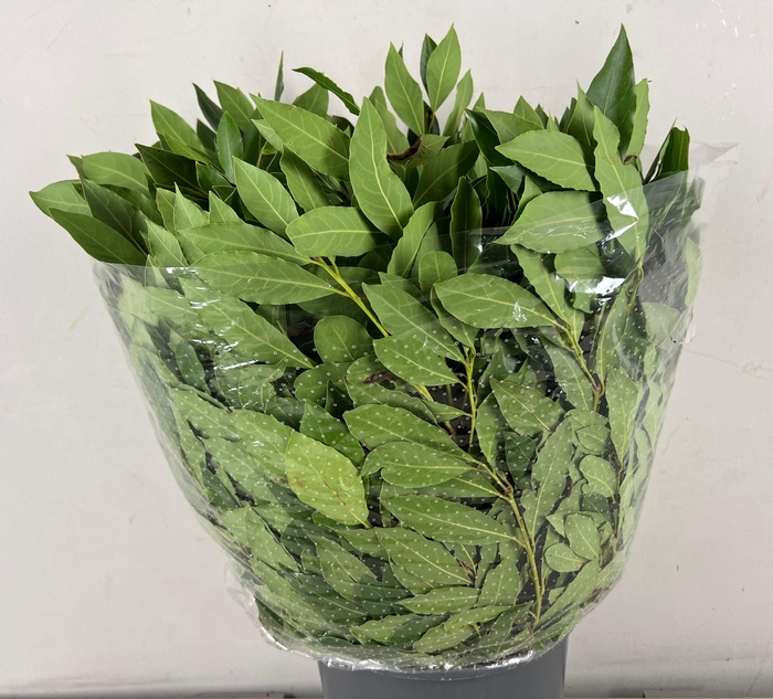LAURUS NOBILIS 400GR