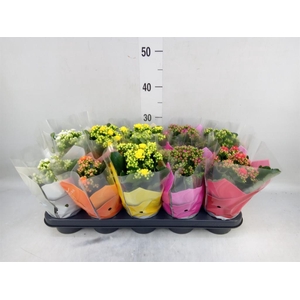 Kalanchoe blos.   ..rosebud mix  5