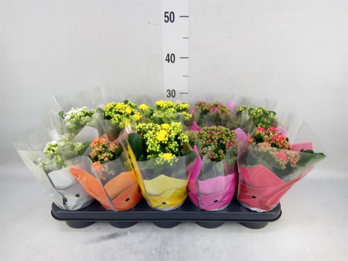 <h4>Kalanchoe blos. ..rosebud mix 5</h4>
