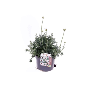 Rhodanthemum Casablanca