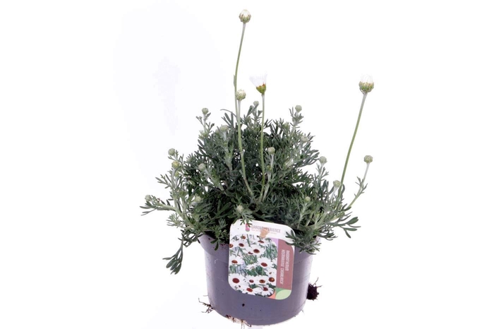 <h4>Rhodanthemum Casablanca</h4>