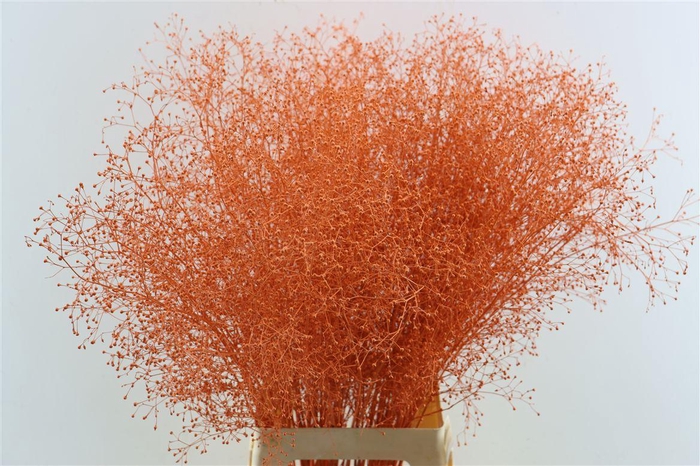 <h4>Talin Klbh Orange</h4>