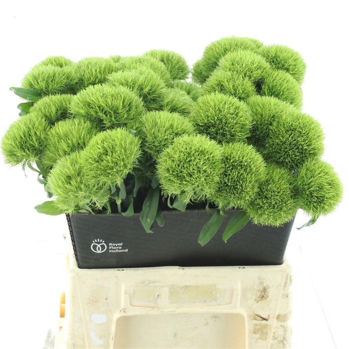 <h4>Di Barb Kiwi Mellow</h4>