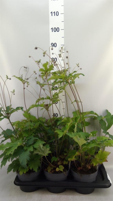 <h4>Anemone hybrida 'Honorine Jobert'</h4>