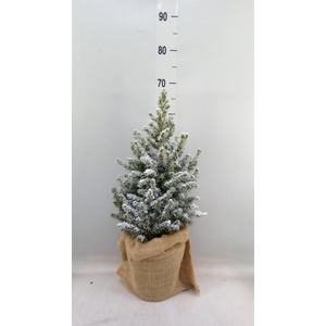 Picea glauca 'Conica'