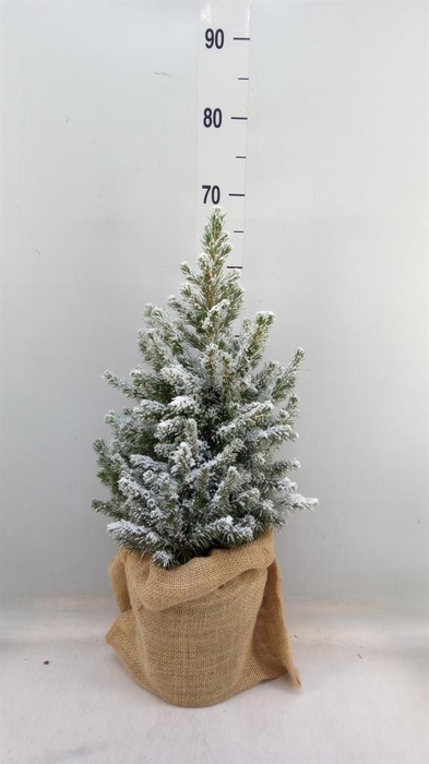 <h4>Picea glauca 'Conica'</h4>