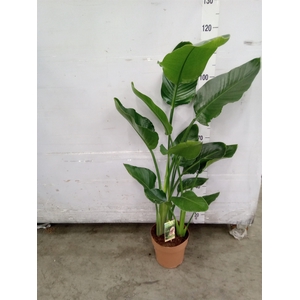 Strelitzia nicolai