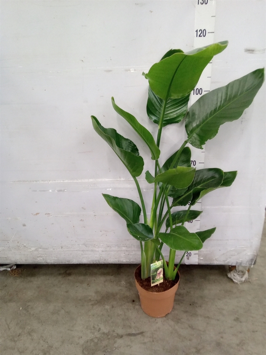 <h4>Strelitzia nicolai</h4>